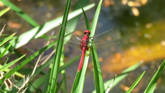 Erythrodiplax castanea
