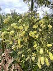 Acacia verticillata verticillata