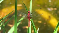 Erythrodiplax castanea