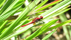 Erythrodiplax castanea