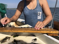 Fistularia tabacaria