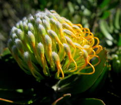 Leucospermum praecox