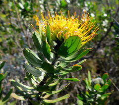 Leucospermum praecox