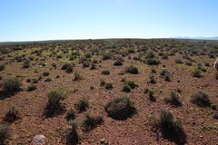 Euphorbia ferox