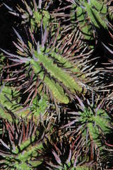 Euphorbia ferox