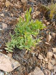 Astragalus chorinensis