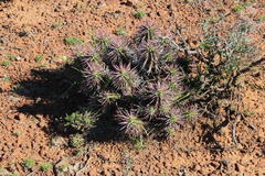 Euphorbia ferox