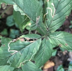 Stigmella villosella