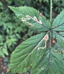 Stigmella villosella