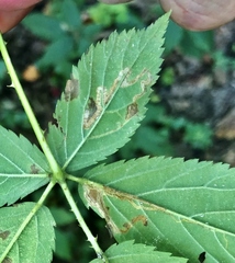 Stigmella villosella