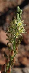 Albuca virens