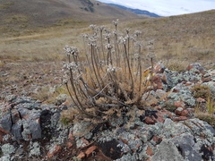 Ferulopsis hystrix