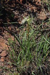 Albuca virens