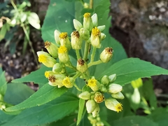 Schistocarpha eupatorioides