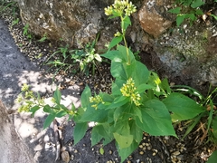 Schistocarpha eupatorioides