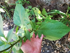 Schistocarpha eupatorioides