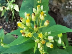 Schistocarpha eupatorioides