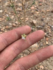 Eriastrum sparsiflorum