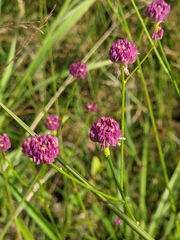 Polygala longicaulis