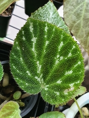 Begonia pustulata