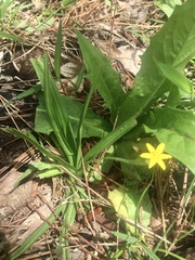 Hypoxis decumbens