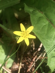 Hypoxis decumbens