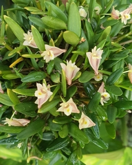 Dendrobium pachyphyllum