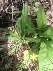 Hypoxis decumbens