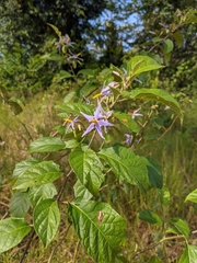Solanum subinerme