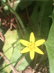 Hypoxis decumbens