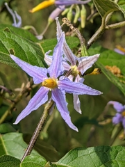 Solanum subinerme