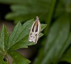 Ancylis apicella