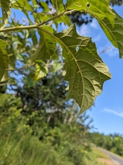 Solanum subinerme