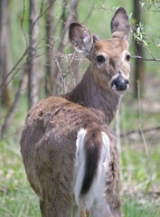 Odocoileus virginianus macrourus