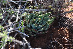Aloe longistyla