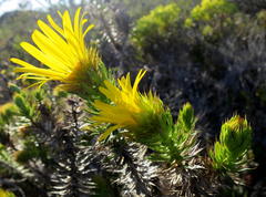 Cullumia carlinoides
