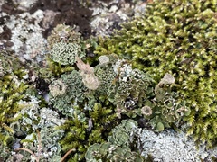 Cladonia pocillum