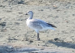 Anser caerulescens caerulescens