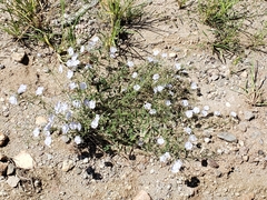 Evolvulus arizonicus