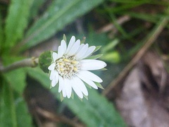 Chaptalia piloselloides