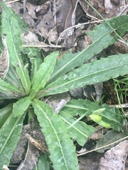 Chaptalia piloselloides