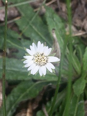 Chaptalia piloselloides