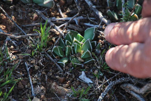 Faucaria bosscheana (Faucaria bosscheana)