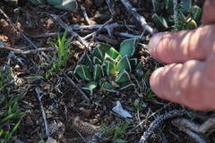 Faucaria bosscheana