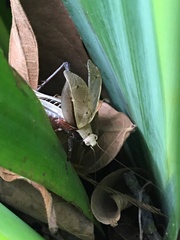 Eneoptera surinamensis