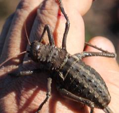 Hetrodes pupus pupus