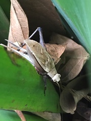 Eneoptera surinamensis