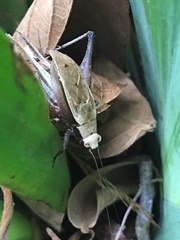 Eneoptera surinamensis