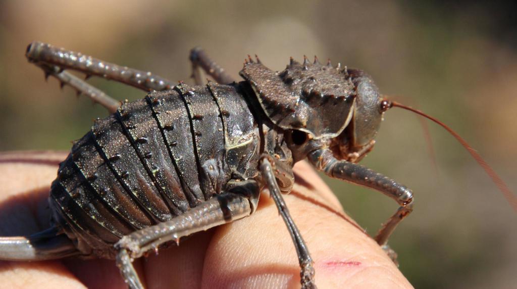 Common Corncricket