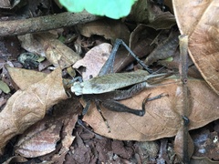 Eneoptera surinamensis